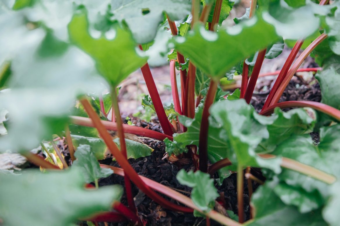 Ruibarbo: el vegetal rosa que cuida tu salud y mejora la digestión